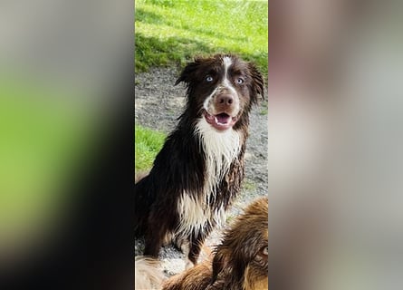 Deckrüde Australian Shepherd Red Bi