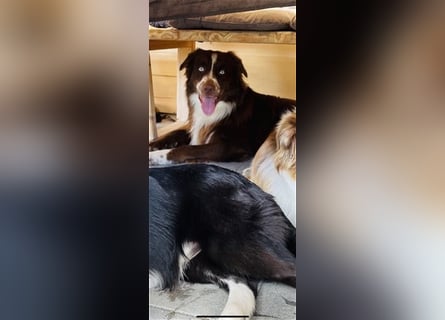 Deckrüde Australian Shepherd Red Bi