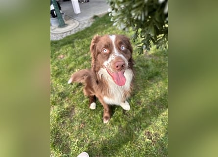 Deckrüde Australian Shepherd Red Bi