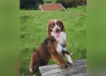 Deckrüde Australian Shepherd Red Bi