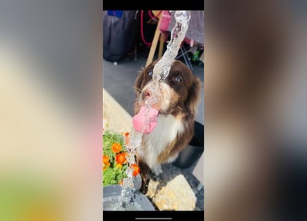 Deckrüde Australian Shepherd Red Bi