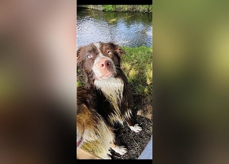 Deckrüde Australian Shepherd Red Bi