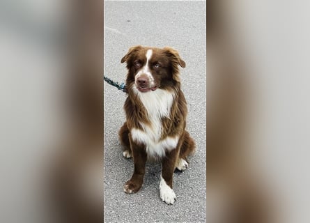 Deckrüde Australian Shepherd Red Bi