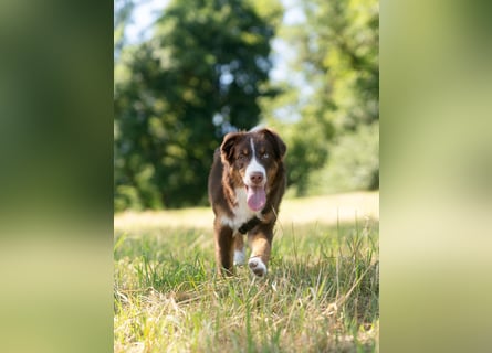 Australian Shepherd Welpe Rüden, ASCA
