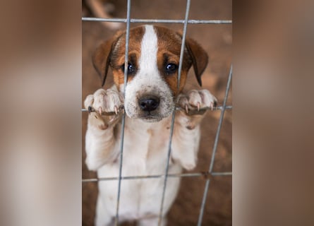 Stella, Alma und Brio suchen  ein Zuhause