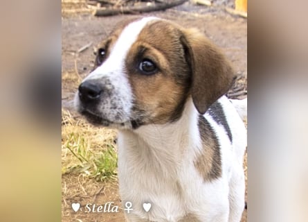 Stella, Alma und Brio suchen  ein Zuhause