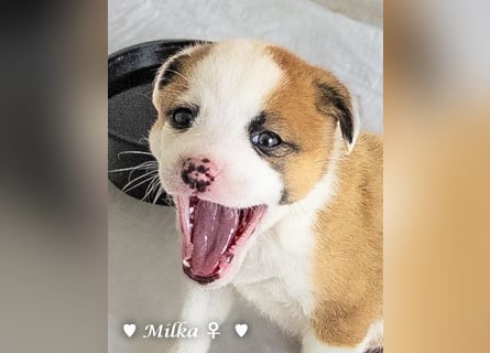 Milka und Milla suchen ab März ein Zuhause