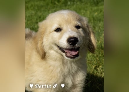 Update: Nur Bertie und Bonnie  suchen  noch ab August ein Zuhause
