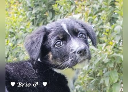 Stella, Alma und Brio suchen  ein Zuhause