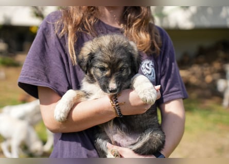 Ava, Aris und Alma suchen  ein Zuhause