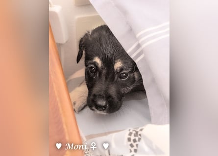 Moni, Martha, Mira und Mary suchen ab März ein Zuhause