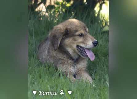 Update: Nur Bertie und Bonnie  suchen  noch ab August ein Zuhause
