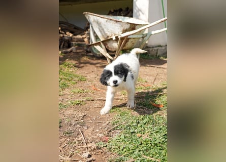 Ava, Aris und Alma suchen  ein Zuhause