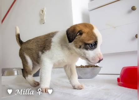 Milena, Milka und Milla suchen ab März ein Zuhause