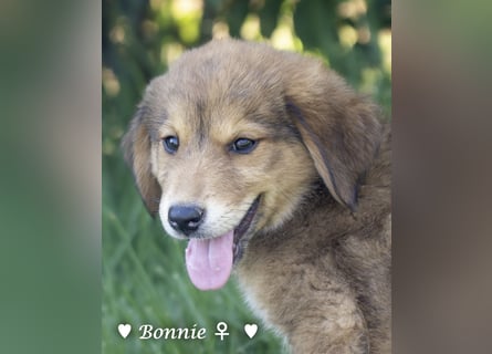 Bernie, Bertie und Buddy suchen ab August ein Zuhause