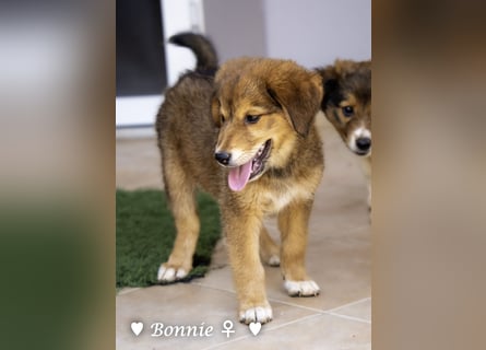 Bernie, Bertie und Buddy suchen ab August ein Zuhause