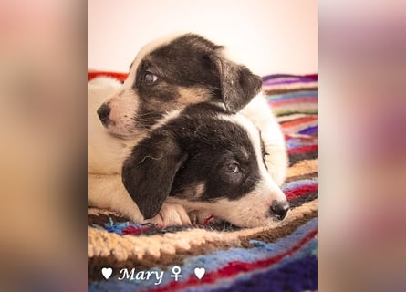 Moni, Martha, Mira und Mary suchen ab März ein Zuhause