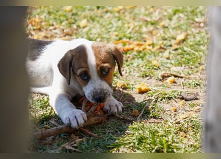 Stella, Alma und Brio suchen  ein Zuhause