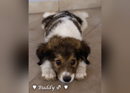 Bernie, Bertie und Buddy suchen ab August ein Zuhause