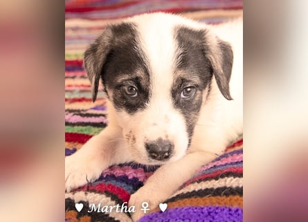 Moni, Martha, Mira und Mary suchen ab März ein Zuhause