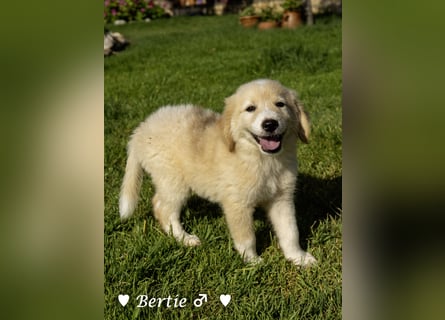 Bernie, Bertie und Buddy suchen ab August ein Zuhause