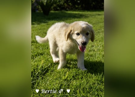 Bernie, Bertie und Buddy suchen ab August ein Zuhause