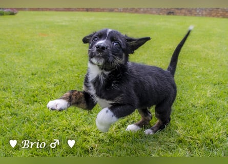 Stella, Alma und Brio suchen  ein Zuhause
