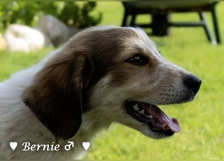 Bernie, Bertie und Buddy suchen ab August ein Zuhause