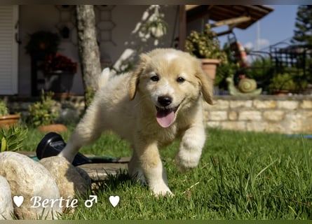 Update: Nur Bertie und Bonnie  suchen  noch ab August ein Zuhause