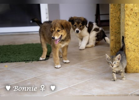 Update: Nur Bertie und Bonnie  suchen  noch ab August ein Zuhause