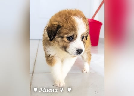 Milena, Milka und Milla suchen ab März ein Zuhause