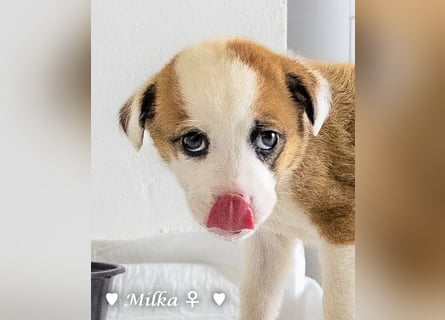 Milena, Milka und Milla suchen ab März ein Zuhause