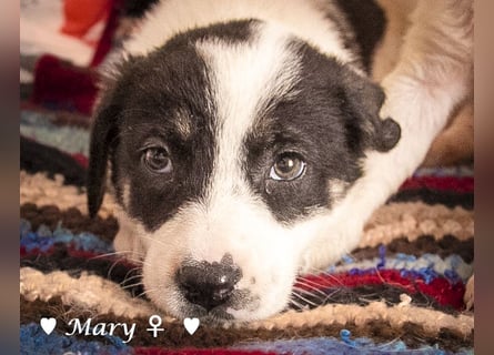 Moni, Martha, Mira und Mary suchen ab März ein Zuhause