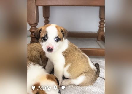 Milena, Milka und Milla suchen ab März ein Zuhause