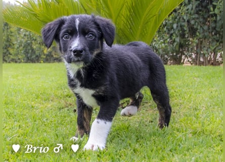 Stella, Alma und Brio suchen  ein Zuhause