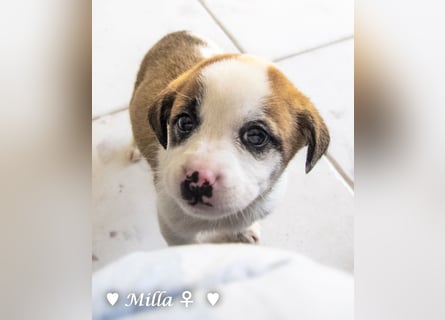 Milka und Milla suchen ab März ein Zuhause