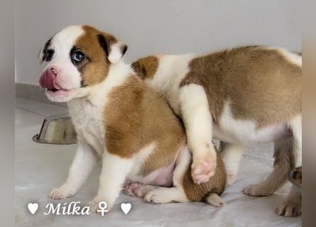 Milka und Milla suchen ab März ein Zuhause