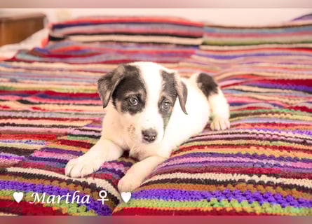 Moni, Martha, Mira und Mary suchen ab März ein Zuhause