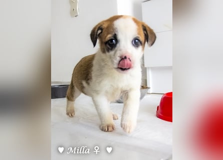 Milena, Milka und Milla suchen ab März ein Zuhause