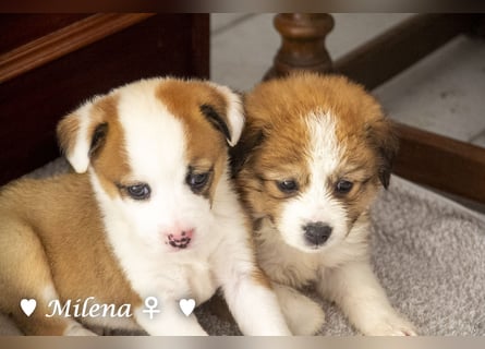 Milena, Milka und Milla suchen ab März ein Zuhause