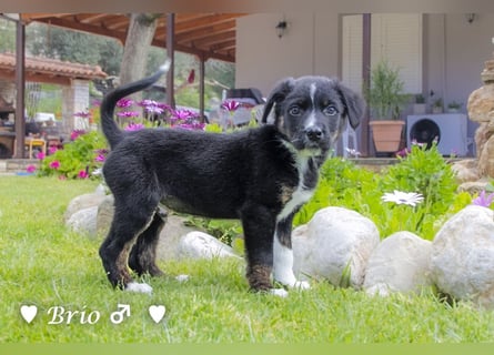 Stella, Alma und Brio suchen  ein Zuhause