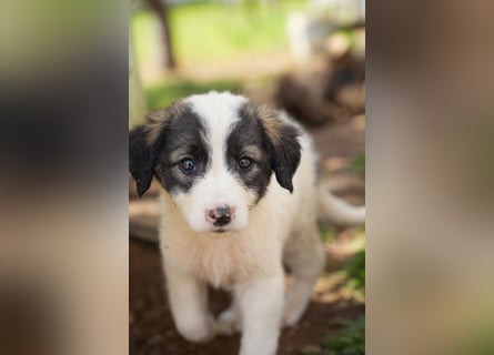 Ava, Aris und Alma suchen  ein Zuhause