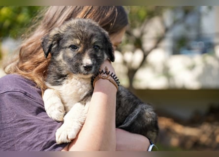 Ava, Aris und Alma suchen  ein Zuhause