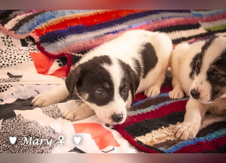 Moni, Martha, Mira und Mary suchen ab März ein Zuhause