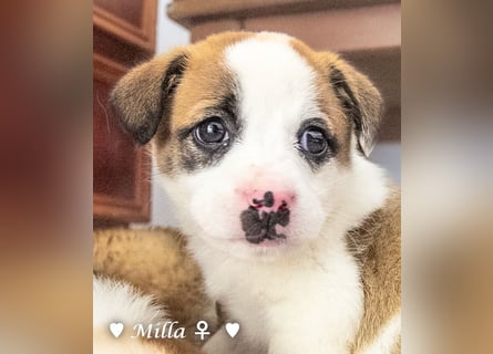 Milena, Milka und Milla suchen ab März ein Zuhause