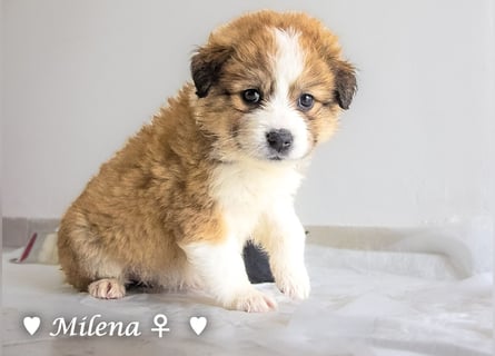 Milena, Milka und Milla suchen ab März ein Zuhause