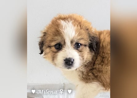 Milena, Milka und Milla suchen ab März ein Zuhause