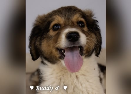 Bernie, Bertie und Buddy suchen ab August ein Zuhause