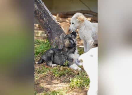 Ava, Aris und Alma suchen  ein Zuhause