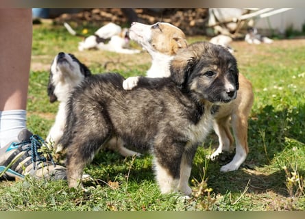 Ava, Aris und Alma suchen  ein Zuhause